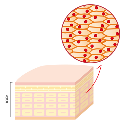 角質層